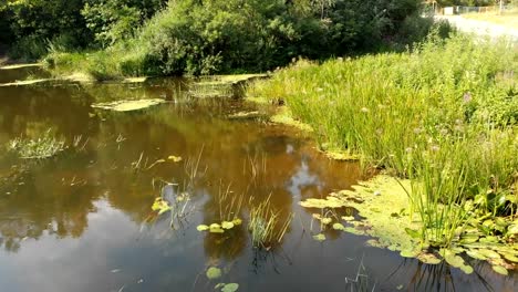 Flussbett---Draufsicht-von-Drohne