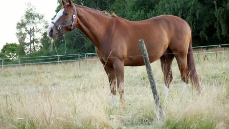 Chestnut-or-brown-horse-with-long-mane-grazing-on-field-near-forest