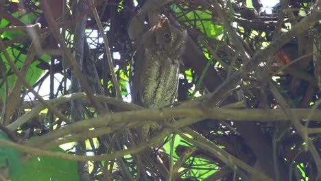 Sleepy-Oriental-scops-owl-,low-angle-view.