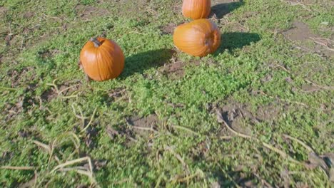 Calabaza-de-campo-Resumen-octubre-alimentos