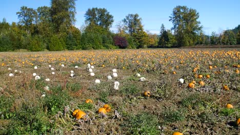 Panorama-of-Pumpkin-Patch-Farm