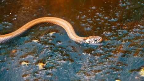 Grass-Snake-Crawling-in-the-River.-Slow-Motion