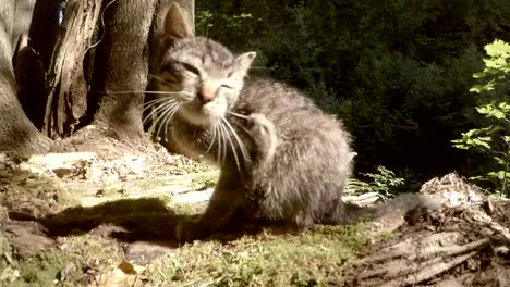 graue-wild-Wildkätzchen-Kratzer-Ohr-in-heller-Sonne-unter-einem-Baum,-Nahaufnahme,-kleine-Katze