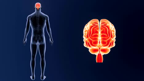 Cerebro-humano-zoom-con-sistema-circulatorio