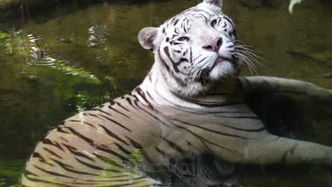 Tigre-blanco-escalofriante-dentro-de-la-piscina-y-tomando-el-resto