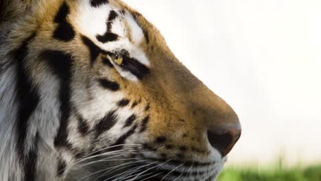 portrait-of-a-tiger-in-profile