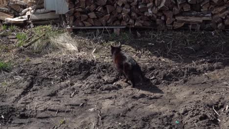 Schwarze-Katze,-die-zu-Fuß-auf-den-Garten,-Slow-motion