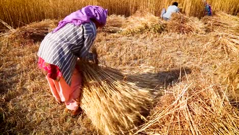 Mujer-haciendo-manojos-de-trigo-durante-la-cosecha