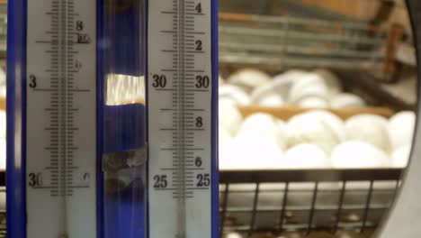 Checking-temperature-in-incubator