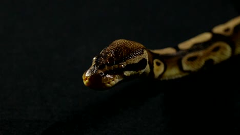 Video-of-snake---looking-royal-ball-python