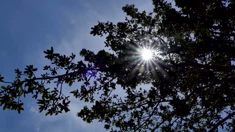 Sunlight-breaking-through-trees