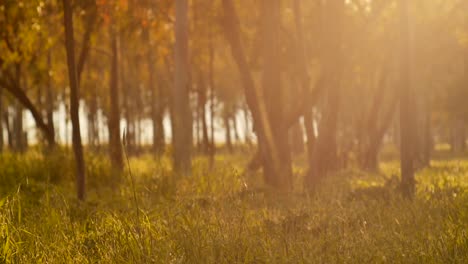 Misty-Silent-Forest-In-Spring-With-Beautiful-Bright-Sun-Rays