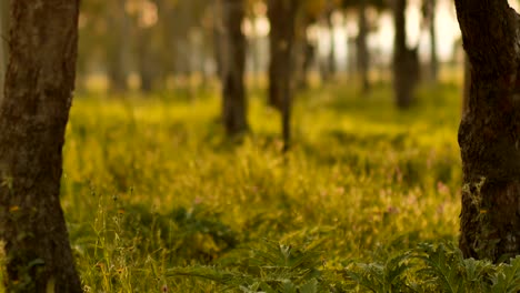 Misty-Silent-Forest-In-Spring-With-Beautiful-Bright-Sun-Rays