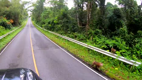 Driving-car-in-the-forest