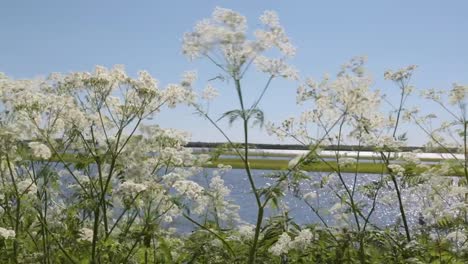 The-cow-parsnip-plant-in-the-wild-is-swinging-with-a-strong-wind-on-the-coast-of-the-summer-river