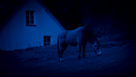 Caballo-pasta-cerca-de-la-casa-por-la-noche