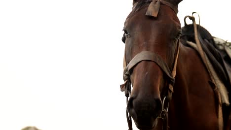 Slow-motion-portrait-of-a-horse-chewing-grass.