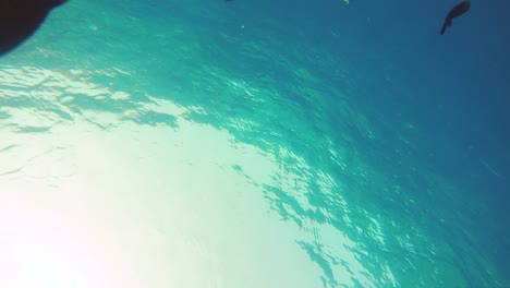 Fishes-swimming-underwater-shot-from-seabed-bottom-of-the-sea-with-sun-rays-through-clear-water.