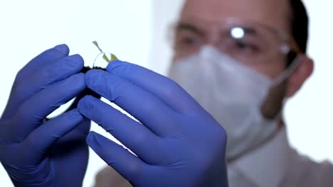 Biologist-examines-sample.-Science,-biology,-ecology.-Professional-scientist-wearing-protective-mask-working-with-herb-samples-in-his-laboratory.-Male-scientist-looking-at-plant-leaf-in-petri-dish.