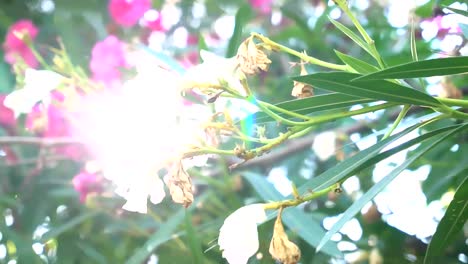 Sonnenlicht-gesehen-durch-Blatt-(Dolly-erschossen)