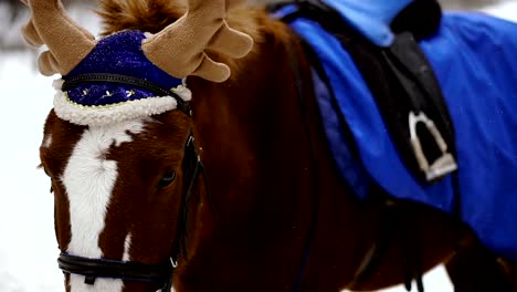 Caballo.-Caballo-en-un-gorro-con-cuernos-de-alce