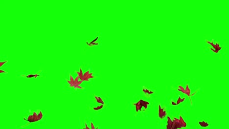 Real-maple-leaves-falling,-slow-motion,-video-transition,-red-leaves,-alpha-channel,-chroma-key,-autumn,-short-version