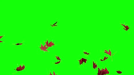 Echte-Ahornblätter-fallen,-Slow-Motion-Video-Übergang,-Rotes-Laub,-alpha-Kanal,-Chroma-Key,-Herbst,-kurze-version