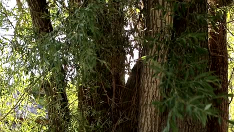 The-sun-shines-through-the-green-leaves-of-the-tree