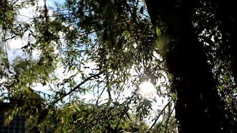 The-sun-shines-through-the-green-leaves-of-the-tree