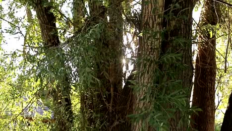 The-sun-shines-through-the-green-leaves-of-the-tree