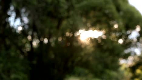 The-sun-shines-through-the-green-leaves-of-the-tree