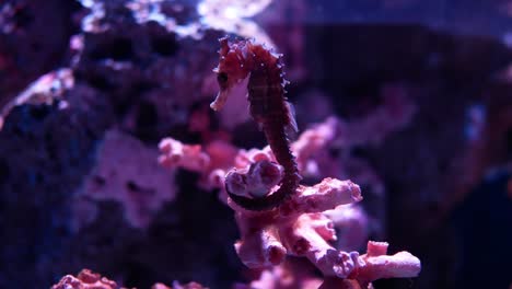 Sea-horse-in-aquarium.