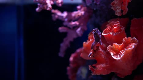 Sea-horse-in-aquarium.