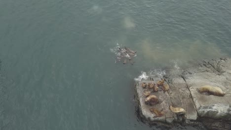 Aerial-view-flock-of-sea-lions-swimming-in-Pacific-ocean-near-rocky-islands