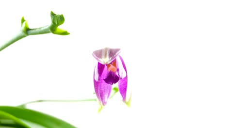 Schöne-seltene-Orchidee-im-Topf-auf-weißem-Hintergrund