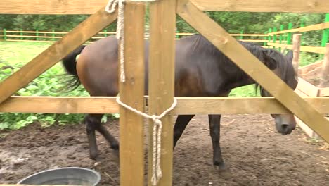 Pferd-in-einem-Bauernhof-Stift-an-einem-sonnigen-Tag.-schöne-braunes-Pferd-Essen-Grass,-Nahaufnahme