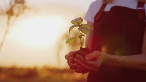 Hands-holding-herb-plant-at-sunset