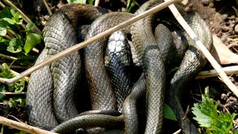 Viele-große-schwarze-Ratte-Schlange-In-The-Grass