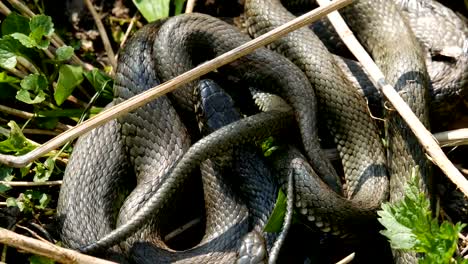 Viele-große-schwarze-Ratte-Schlange-In-The-Grass