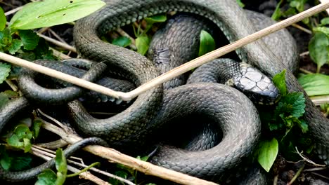 Viele-große-schwarze-Ratte-Schlange-In-The-Grass