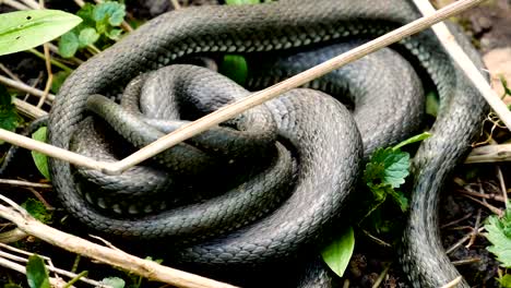 Viele-große-schwarze-Ratte-Schlange-In-The-Grass