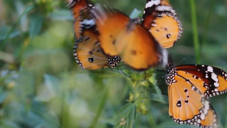 Monarch-Schmetterling-Video