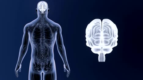 Menschliche-Gehirn-Zoom-mit-Anatomie