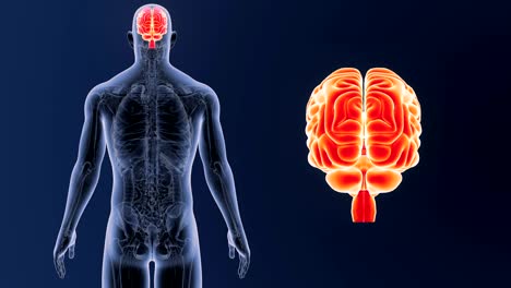 Zoom-de-cerebro-humano-Anatomía