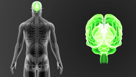 Human-Brain-zoom-with-Skeleton