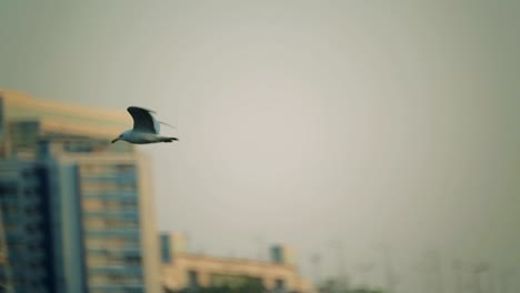 ships-are-in-the-port.-Seagulls-fly-over-the-water-in-the-port-area.-close-up