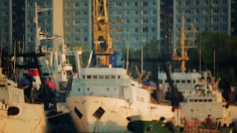 ships-are-in-the-port.-Seagulls-fly-over-the-water-in-the-port-area.-close-up