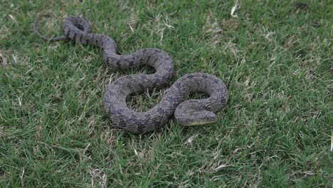 Dimaondback-Water-Snake