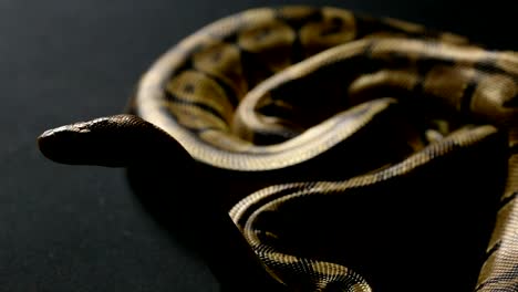 Waiting-ball-python-in-shadow
