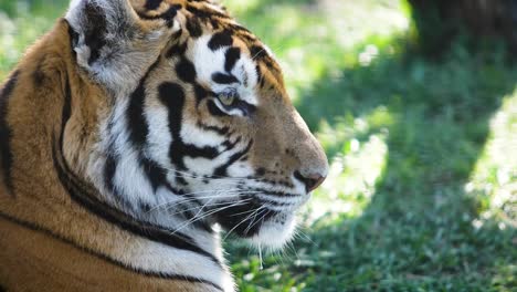 portrait-of-a-tiger-who-lies-on-a-green-grass